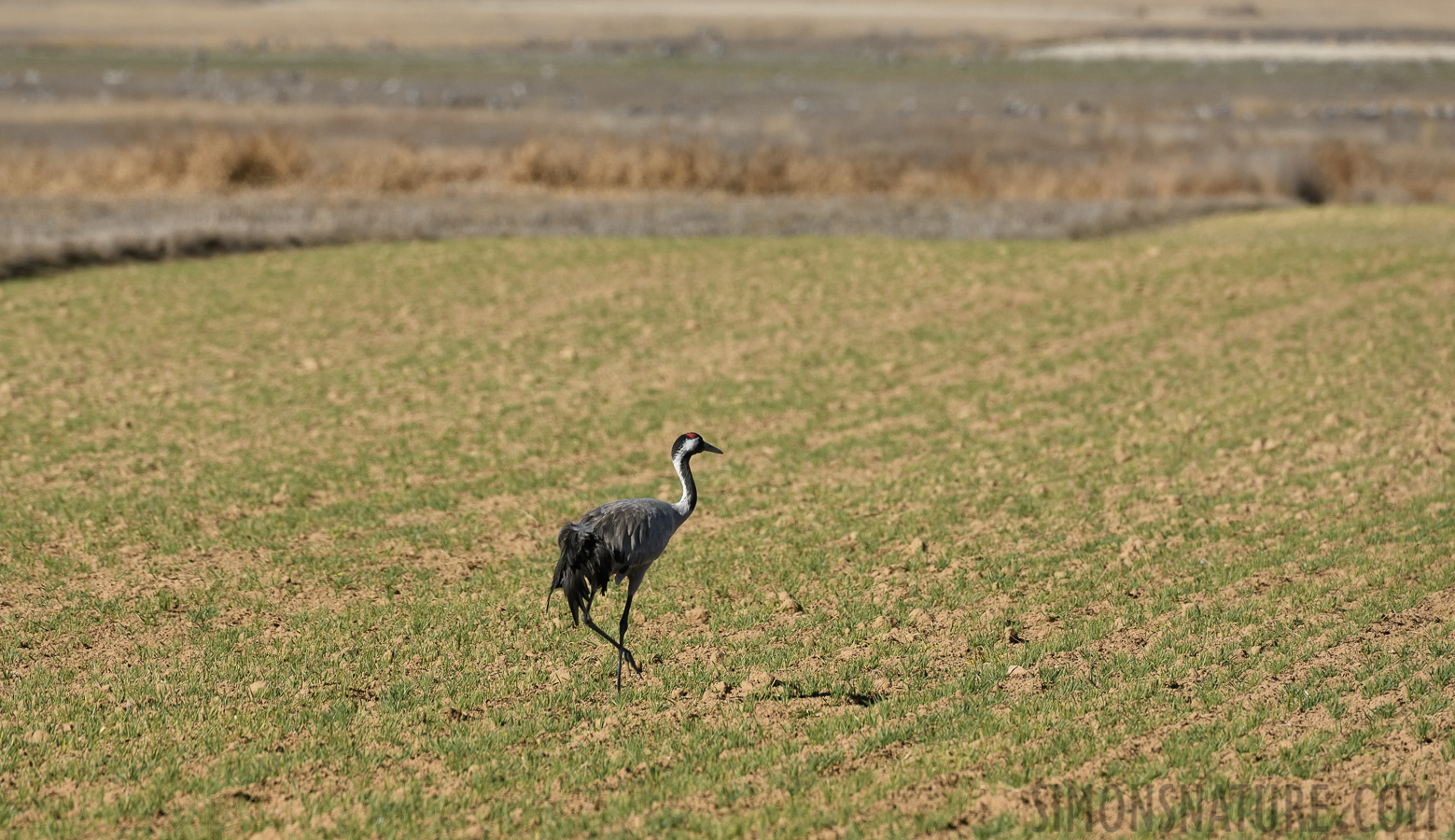 Grus grus [400 mm, 1/2500 Sek. bei f / 8.0, ISO 800]